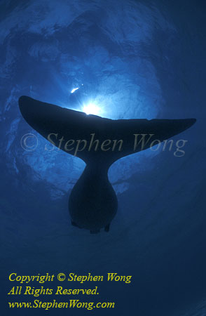 Dugong 130t nice wide Mermaid fluke