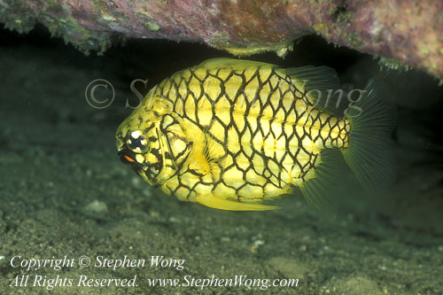 Pineapple Fish 01 Jer0206 Stephen WONG.  Note the orange bioluminescence pocket below eye - glow bacteria.