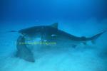 Tiger Shark 115 feeding on Shovelnose Ray 0705