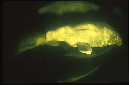 Beluga Whales 104