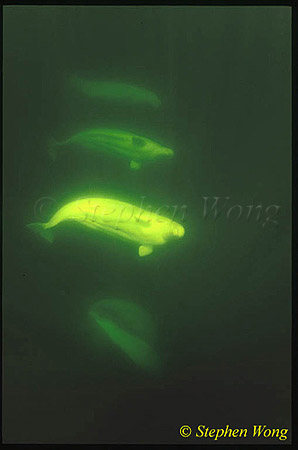 Beluga Whales 105