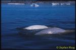 Beluga Whales 110