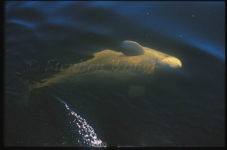 Beluga Whales 113