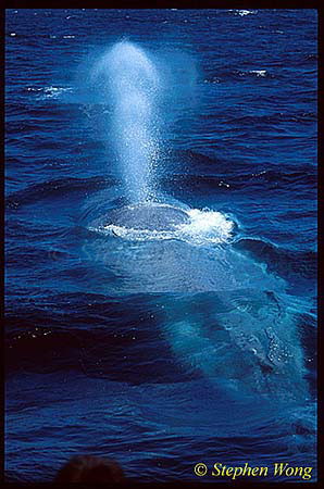Blue Whales 02