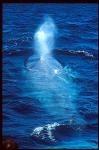 Blue Whales 03
