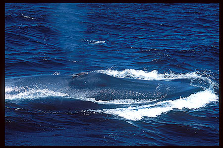 Blue Whales 04