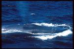 Blue Whales 04