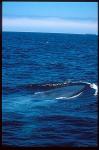 Blue Whales 05