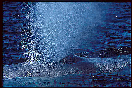 Blue Whales 06