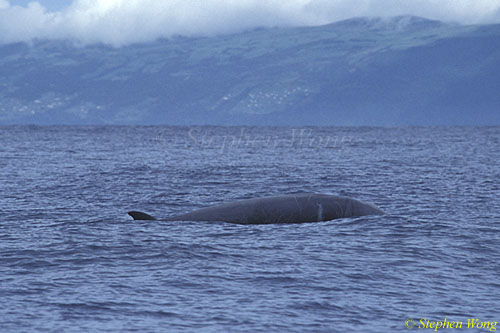 Cuvier's Beaked Whale 01 Rare Animal 110803
