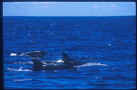 False Killer Whales & Bottlenosed Dolphins 01