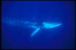 Fin Whales 01