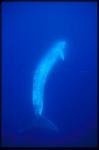 Fin Whales 02