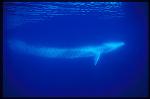 Fin Whales 03