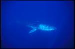 Fin Whales 04