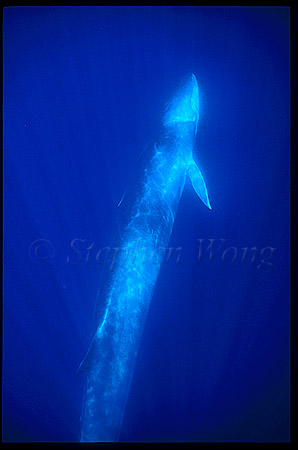 Fin Whales 05