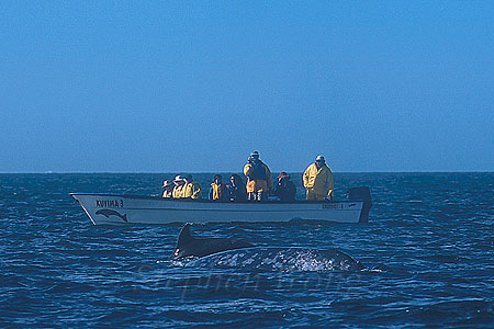 Gray Whale & Bottlenosed Dolphin 01