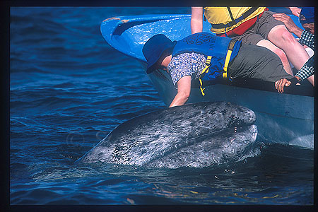 Gray Whales 03