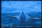 Gray Whales 09