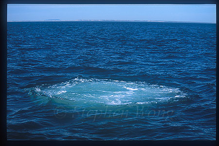 Gray Whales 11 blew bubble uw