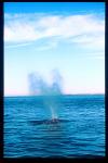 Gray Whales 12 blows