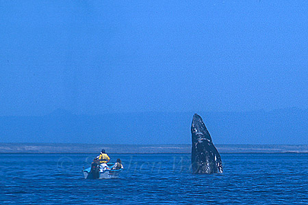 Gray Whales 13 breaching