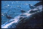 Gray Whales 14 dead female & gulls