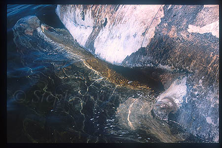 Gray Whales 15 dead female