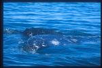 Gray Whales 18