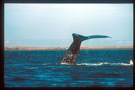 Gray Whales 19