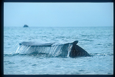 Gray Whales 20