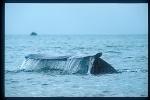 Gray Whales 20