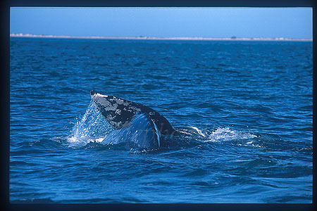 Gray Whales 23