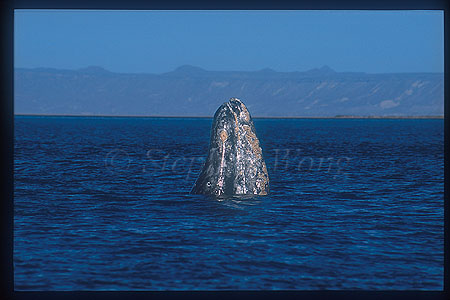 Gray Whales 26