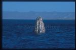 Gray Whales 26