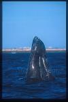 Gray Whales 28