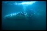 Gray Whales 29 blows bubbles