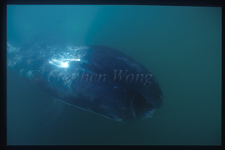 Gray Whales 32
