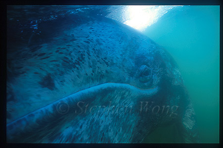 Gray Whales 34