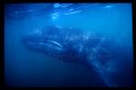 Gray Whales 35