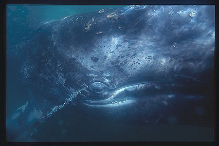 Gray Whales 37