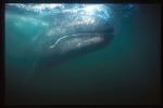 Gray Whales 38