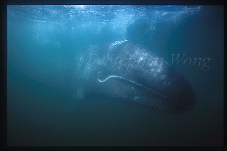 Gray Whales 39