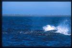 Gray Whales mating 01