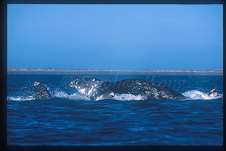 Gray Whales mating 02