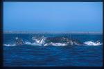 Gray Whales mating 02