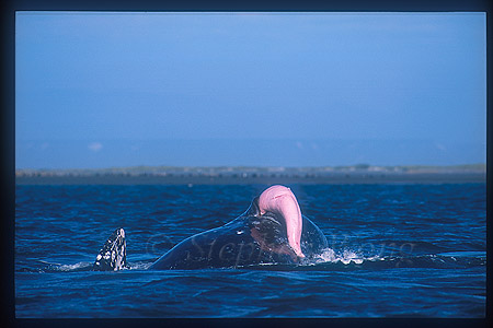 Gray Whales mating 04 one penis
