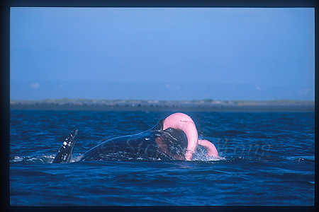 Gray Whales mating 05 two penis