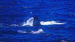 Humpback Whale & False Killer Whale 01