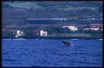 Humpback Whales 102